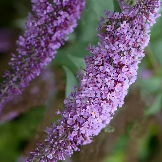 Buddleja davidii,