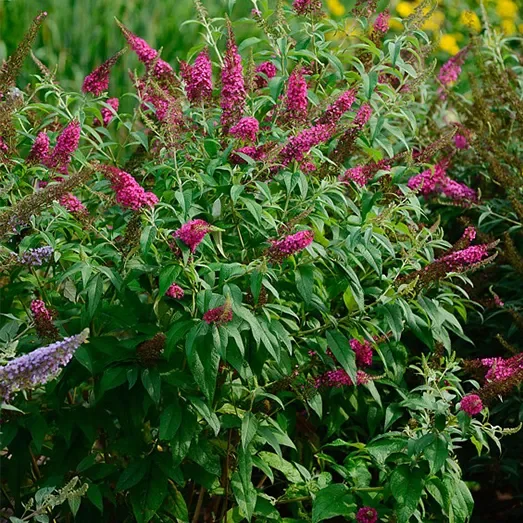 Buddleja davidii,