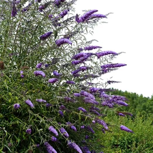 Buddleja davidii,