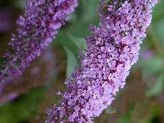 Buddleja davidii