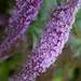 Buddleja davidii,